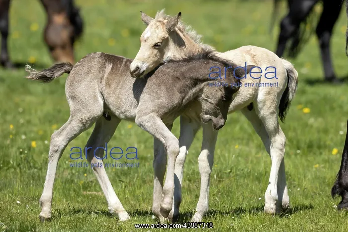 : Mongrel horse, foal, Germany, Europe : Mongrel horse, foal, Germany, Europe