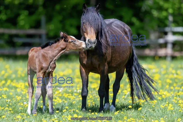 : Mongrel horse, foal, Germany, Europe : Mongrel horse, foal, Germany, Europe