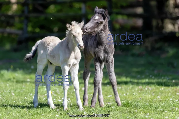 : Mongrel horse, foal, Germany, Europe : Mongrel horse, foal, Germany, Europe