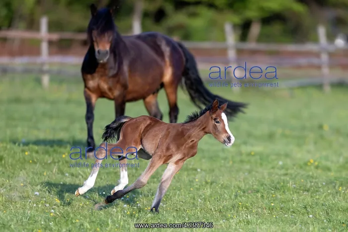 : Mongrel horse, foal, Germany, Europe : Mongrel horse, foal, Germany, Europe