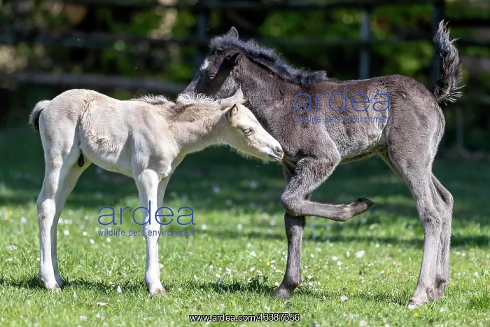 : Mongrel horse, foal, Germany, Europe : Mongrel horse, foal, Germany, Europe