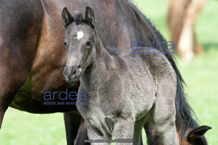 : Mongrel horse, foal, Germany, Europe : Mongrel horse, foal, Germany, Europe