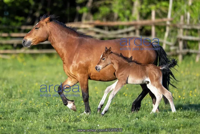 : Mongrel horse, foal, Germany, Europe : Mongrel horse, foal, Germany, Europe