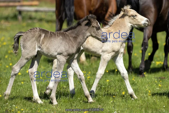 : Mongrel horse, foal, Germany, Europe : Mongrel horse, foal, Germany, Europe