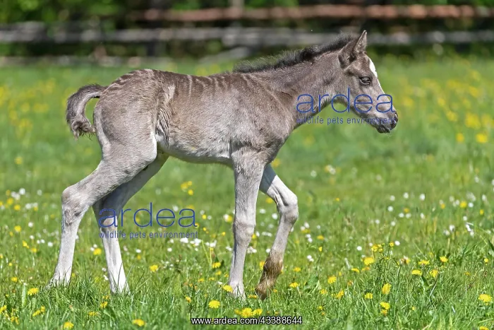 : Mongrel horse, foal, Germany, Europe : Mongrel horse, foal, Germany, Europe