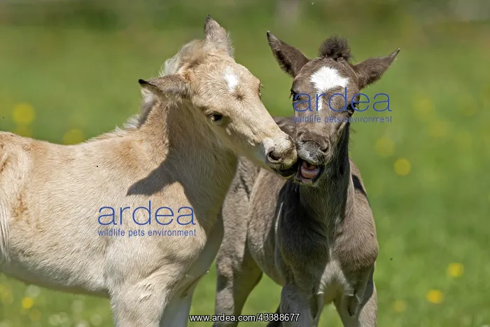 : Mongrel horse, foal, Germany, Europe : Mongrel horse, foal, Germany, Europe