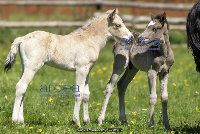 : Mongrel horse, foal, Germany, Europe : Mongrel horse, foal, Germany, Europe