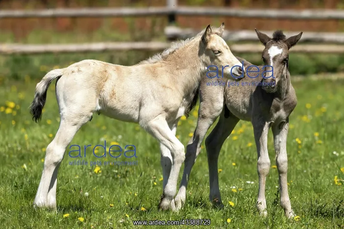 : Mongrel horse, foal, Germany, Europe : Mongrel horse, foal, Germany, Europe