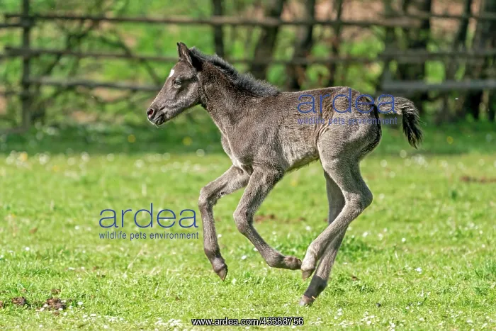 : Mongrel horse, foal, Germany, Europe : Mongrel horse, foal, Germany, Europe
