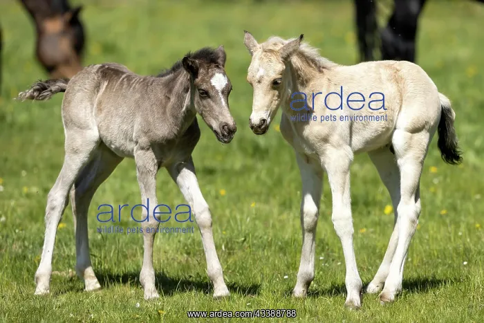 : Mongrel horse, foal, Germany, Europe : Mongrel horse, foal, Germany, Europe