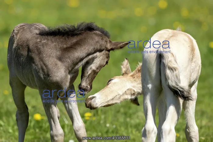 : Mongrel horse, foal, Germany, Europe : Mongrel horse, foal, Germany, Europe
