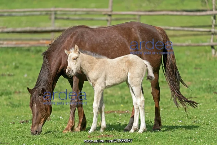 : Mongrel horse, foal, Germany, Europe : Mongrel horse, foal, Germany, Europe