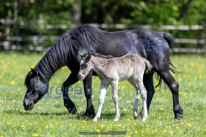 : Mongrel horse, foal, Germany, Europe : Mongrel horse, foal, Germany, Europe