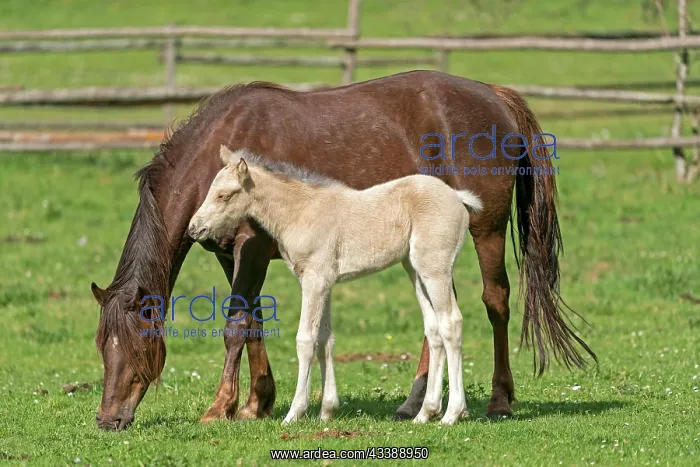 : Mongrel horse, foal, Germany, Europe : Mongrel horse, foal, Germany, Europe
