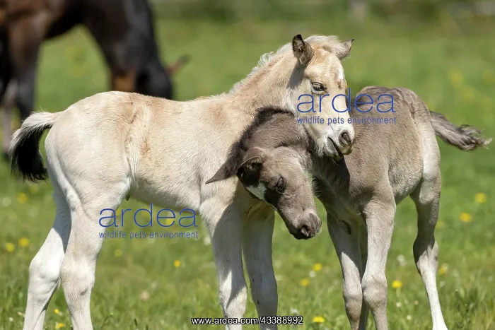 : Mongrel horse, foal, Germany, Europe : Mongrel horse, foal, Germany, Europe