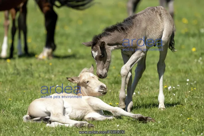 : Mongrel horse, foal, Germany, Europe : Mongrel horse, foal, Germany, Europe