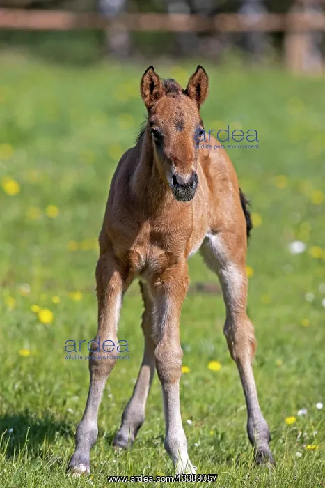 : Mongrel horse, foal, Germany, Europe : Mongrel horse, foal, Germany, Europe