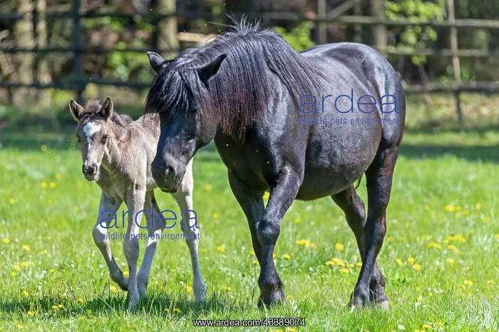 : Mongrel horse, foal, Germany, Europe : Mongrel horse, foal, Germany, Europe