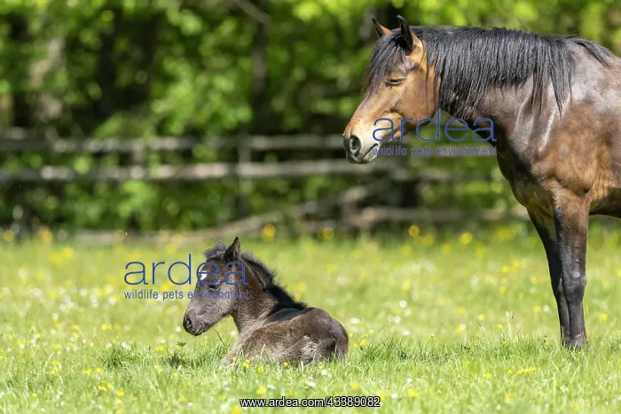 : Mongrel horse, foal, Germany, Europe : Mongrel horse, foal, Germany, Europe