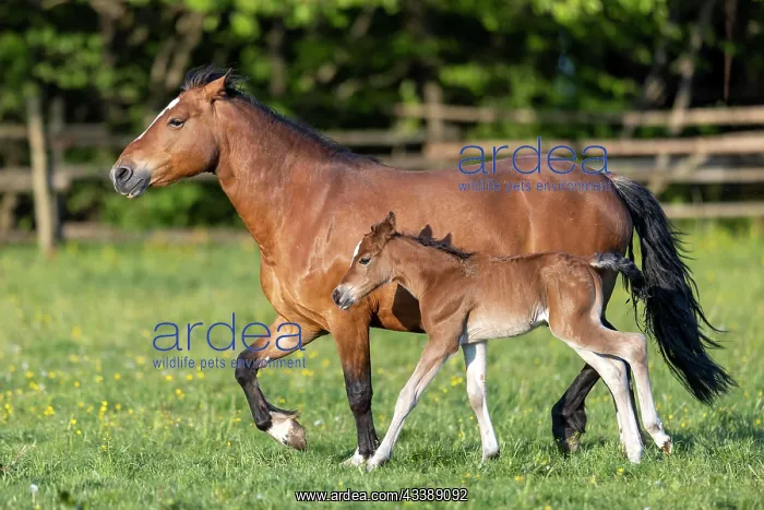 : Mongrel horse, foal, Germany, Europe : Mongrel horse, foal, Germany, Europe