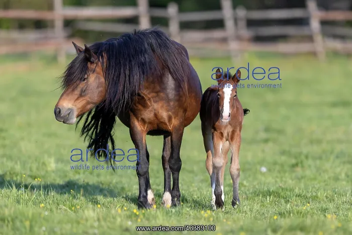 : Mongrel horse, foal, Germany, Europe : Mongrel horse, foal, Germany, Europe