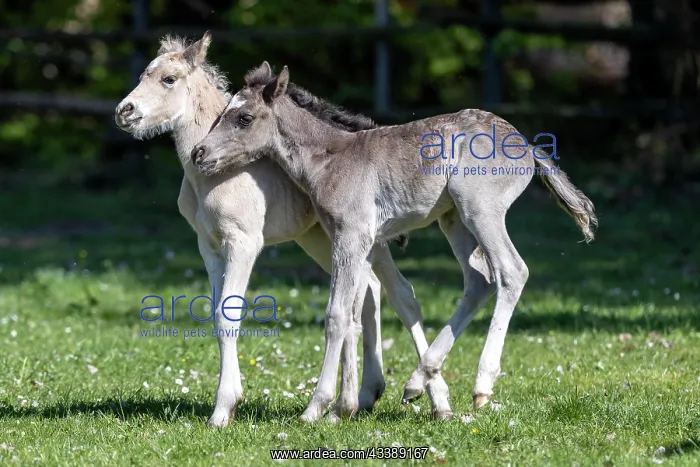 : Mongrel horse, foal, Germany, Europe : Mongrel horse, foal, Germany, Europe