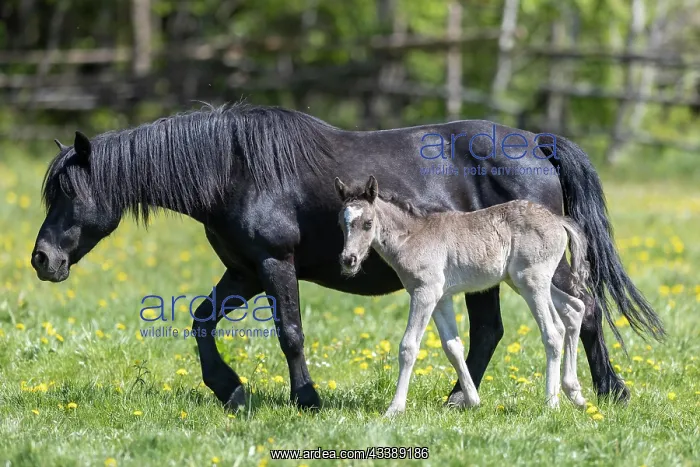 : Mongrel horse, foal, Germany, Europe : Mongrel horse, foal, Germany, Europe