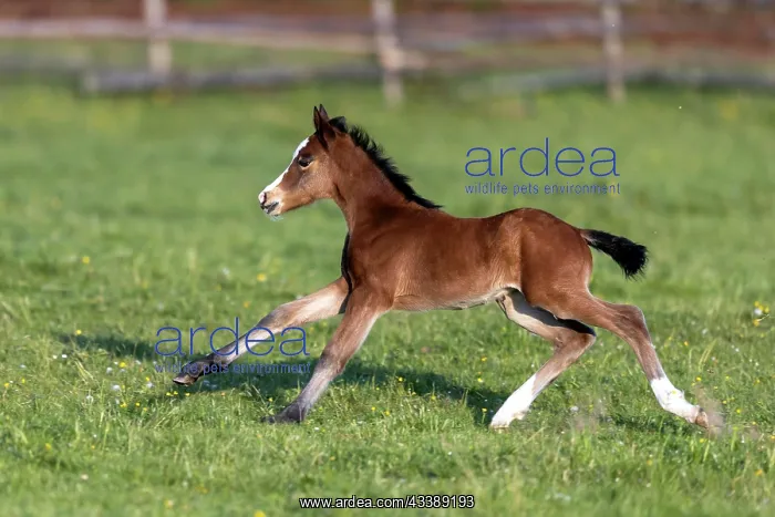 : Mongrel horse, foal, Germany, Europe : Mongrel horse, foal, Germany, Europe