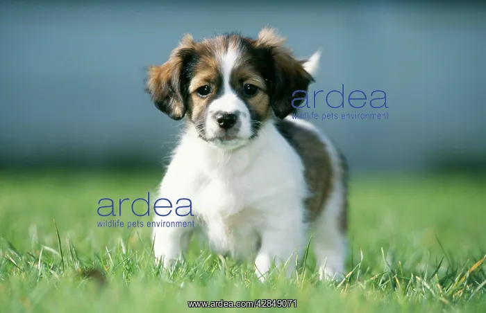  : MONGREL - Jack Russel  /  Dachshund puppy, standing