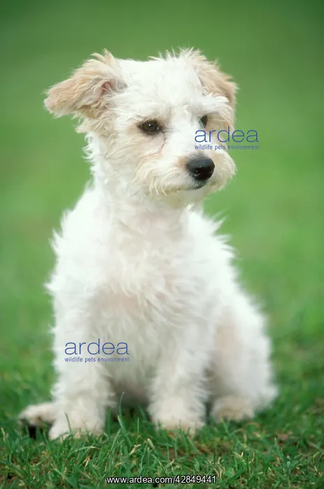  : MONGREL - Jack Russell type sitting on grass