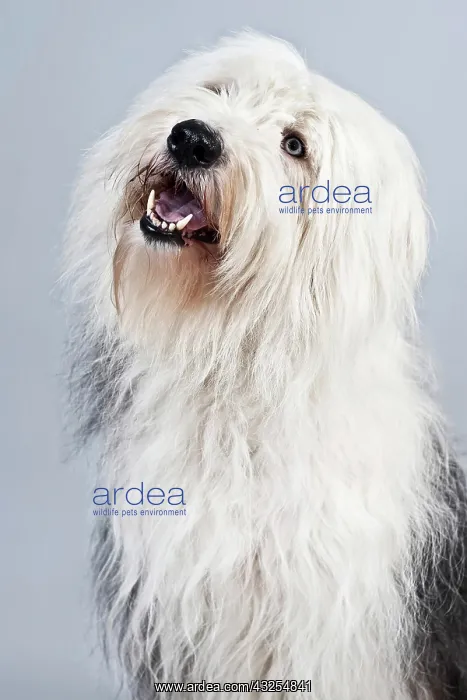 : Mongrel looking up, portrait : Mongrel looking up, portrait