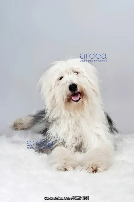 : Mongrel lying on a white plush blanket : Mongrel lying on a white plush blanket