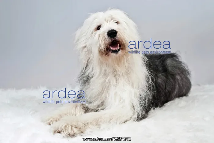 : Mongrel lying on a white plush blanket, looking : Mongrel lying on a white plush blanket, looking