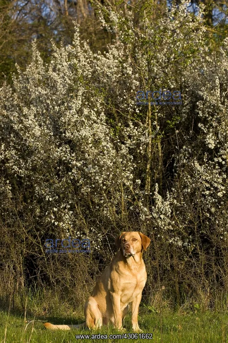 : Mongrel in nature in spring Provence France : Mongrel in nature in spring Provence France