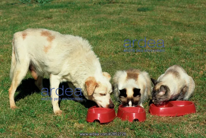  : Mongrel old dog eating together with cats in garden