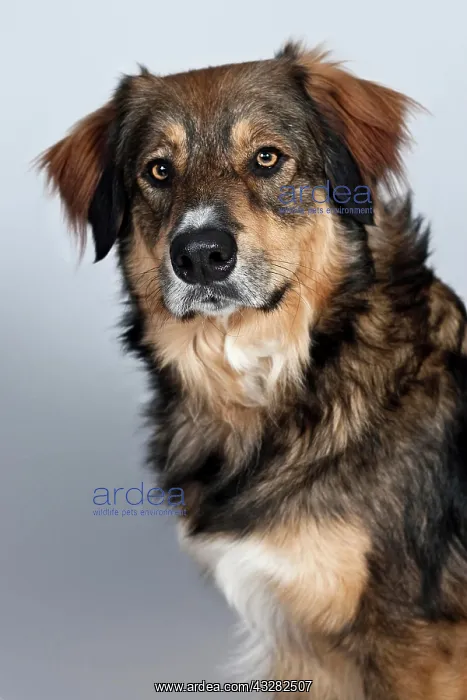 : Mongrel, portrait : Mongrel, portrait