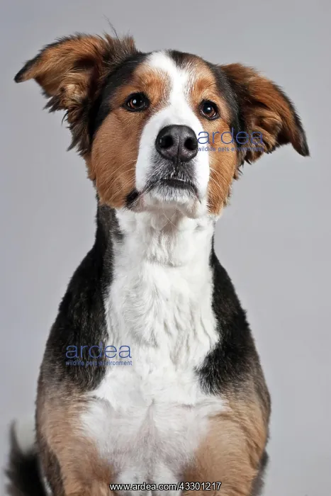 : Mongrel, portrait : Mongrel, portrait