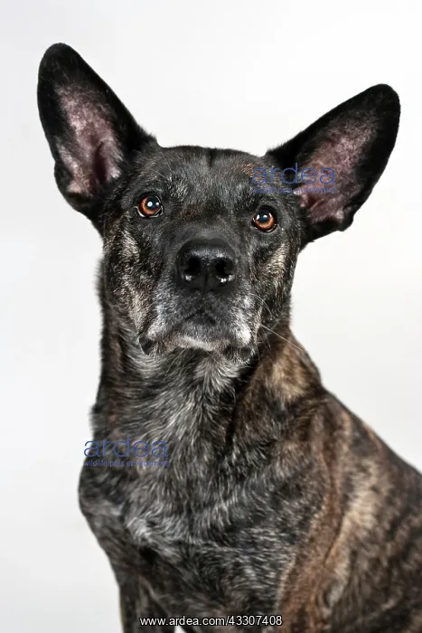 : Mongrel, portrait : Mongrel, portrait