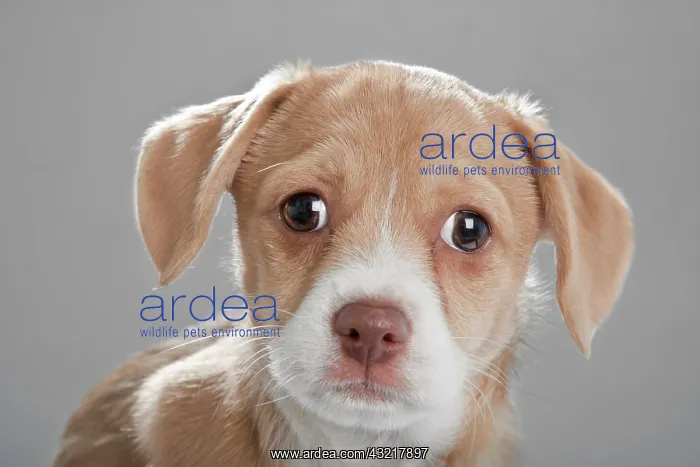: Mongrel puppy : Mongrel puppy