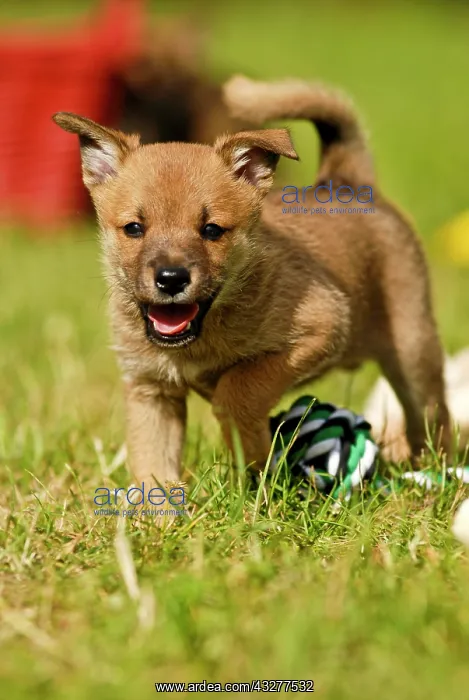 : Mongrel puppy standing on grass : Mongrel puppy standing on grass