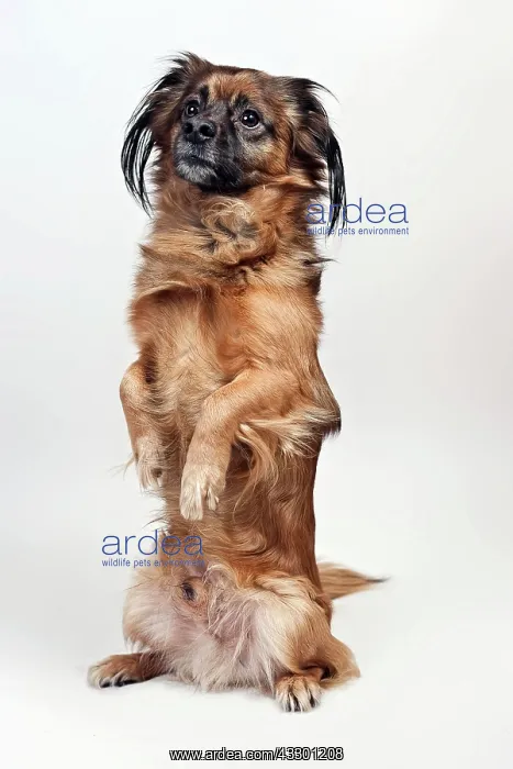 : Mongrel sitting up : Mongrel sitting up