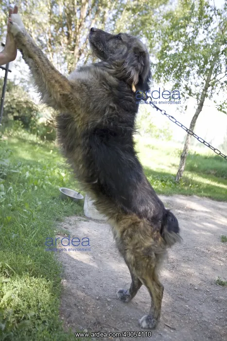 : Mongrel SPCA dog retained by a chain in Provence France : Mongrel SPCA dog retained by a chain in Provence France