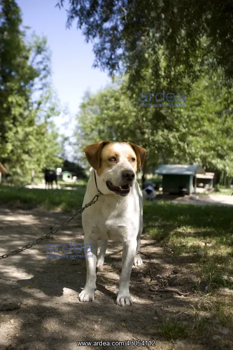: Mongrel SPCA dog retained by a chain in Provence France : Mongrel SPCA dog retained by a chain in Provence France
