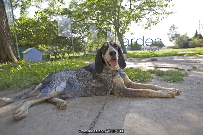  : Mongrel SPCA ill dog retained by a chain in Provence France