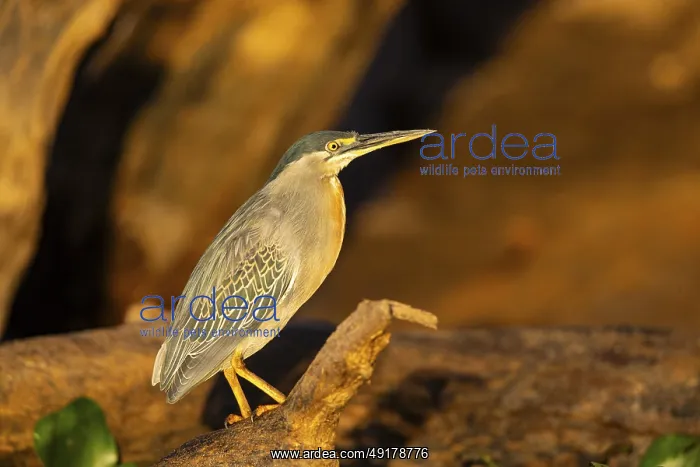 : Mongrove Heron (Butorides striatus) Pantanal Brazil : Mongrove Heron (Butorides striatus) Pantanal Brazil