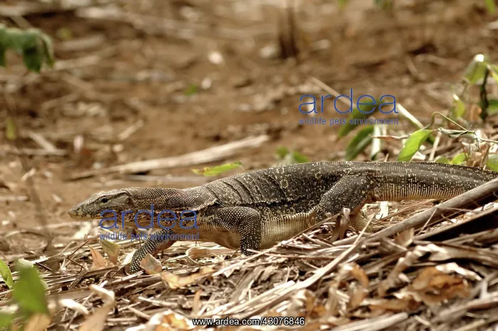 : Monitor lizard : Monitor lizard