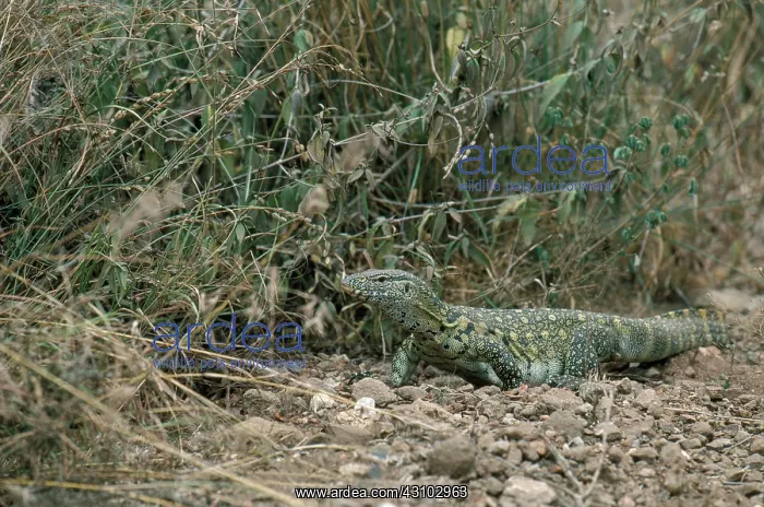  : Monitor Lizard