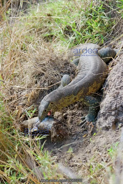 : Monitor Lizard with catfish prey : Monitor Lizard with catfish prey