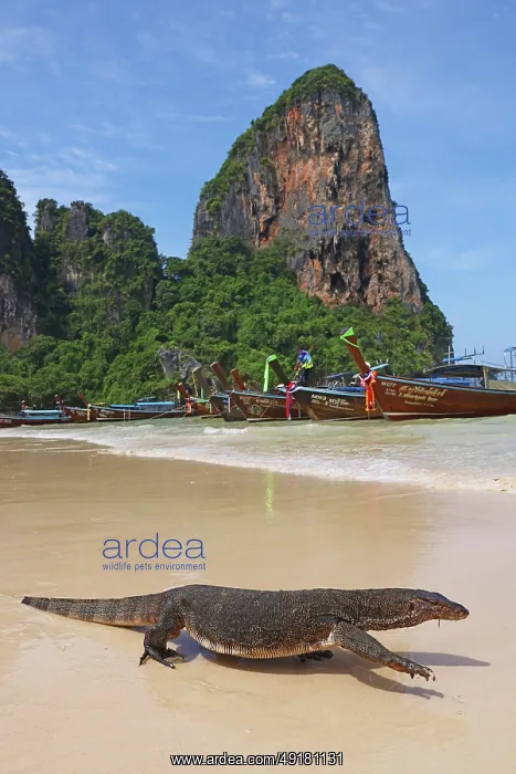 : Monitor Lizard and long Tailed Boats on Railay Beach, Krabi, Thailand : Monitor Lizard and long Tailed Boats on Railay Beach, Krabi, Thailand