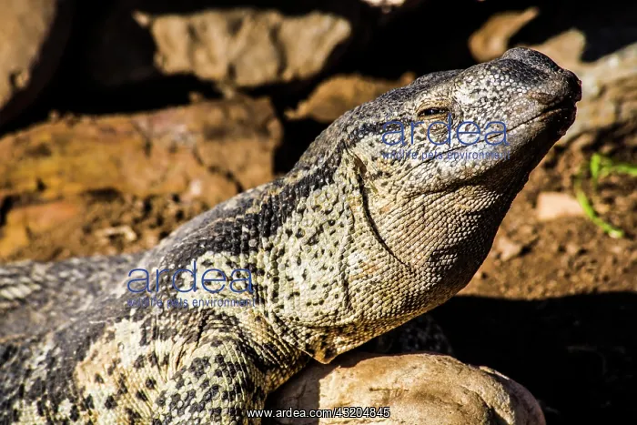 : Monitor lizard (Varanus), Cango Wildlife Ranch : Monitor lizard (Varanus), Cango Wildlife Ranch